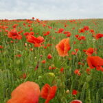 Seelsorge und Supervision für Seelsorgende »Du stellst meine Füße auf weiten Raum. (Psalm 31,9) .«