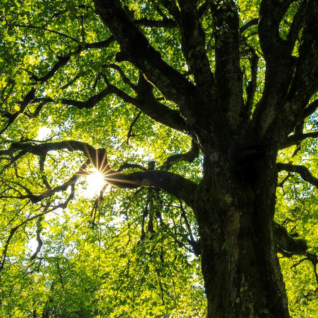 AKD_q2022_Oekologische-Spiritualitaet