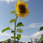 Herbstkonferenz Arbeit mit Kindern 2026