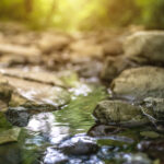 Mit der Grünkraft unterwegs in den Frühling