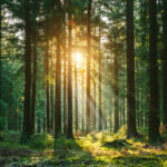 Walk Away / Waldzeiten